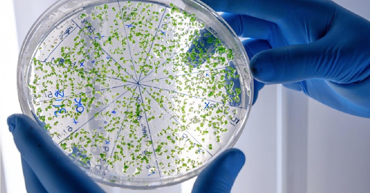 Conferência Microscopia nas Fronteiras da Ciência edição de 2023 Conferência Microscopia nas Fronteiras da Ciência edição de 2023