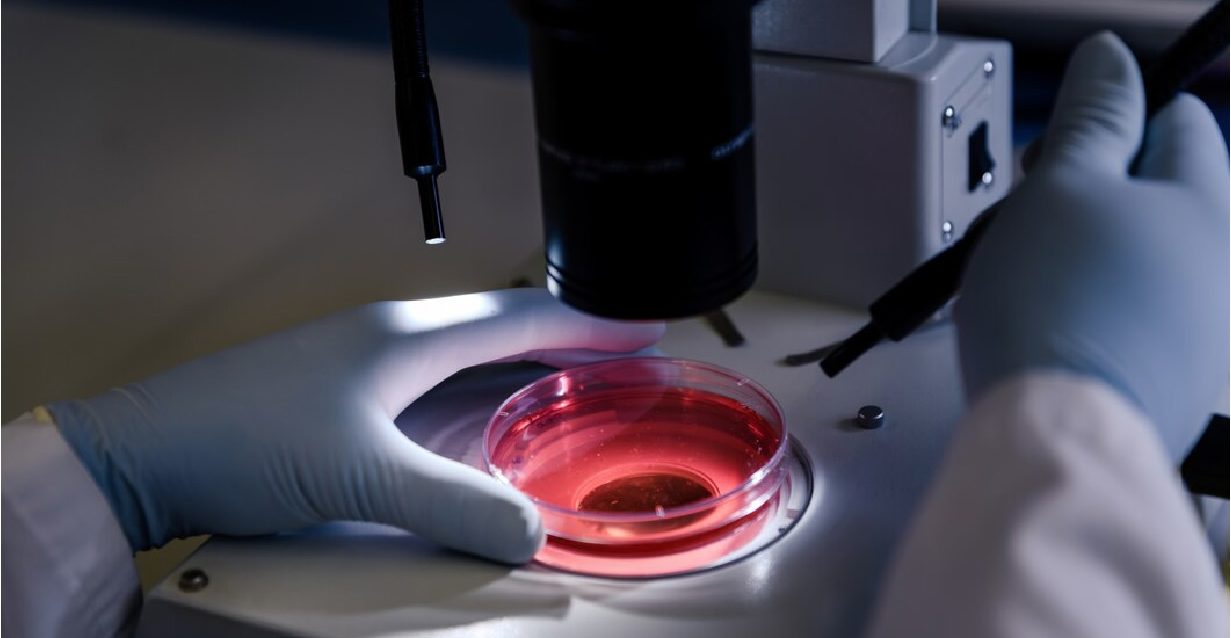 Congresso da sociedade portuguesa de microscopia será realizado em setembro Congresso da sociedade portuguesa de microscopia será realizado em setembro